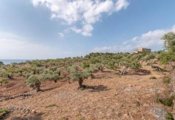 Dry landscape with olive trees and a building in the background at Camping del Mar BUNGALOW MEDITERRANI, Spain.
