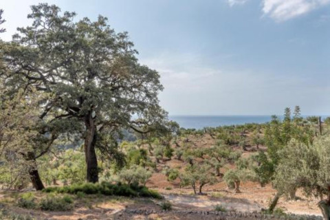 Uitzicht op olijfbomen, heuvels en de zee bij Camping del Mar BUNGALOW MEDITERRANI in Spanje.