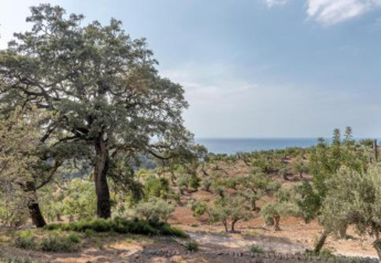 View of olive trees, hills, and the sea at Camping del Mar BUNGALOW MEDITERRANI lodge in Spain.