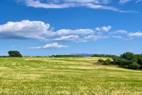 Campo verde con árboles, cielo azul y nubes en Vilanova Park BUNGALOW 4 PAX S150 en España.