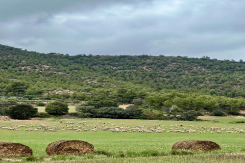 Vista de un campo verde con pacas de heno, ovejas y colinas cerca de Vilanova Park BUNGALOW 4 PAX S150 en España.
