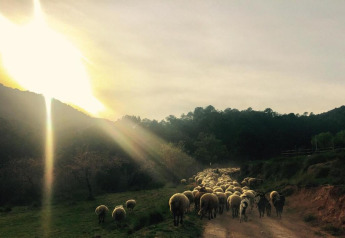Un rebaño de ovejas camina por una senda rural al atardecer cerca de Vilanova Park BUNGALOW 4 PAX S150 en España.
