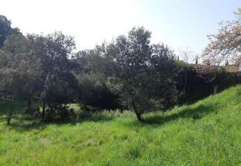 Prairie verte avec des arbres près du safari-tent Resort Begur 3 en Espagne sous un ciel clair.