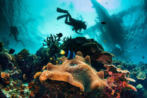 Scuba divers explore a vibrant coral reef underwater surrounded by colorful fish and corals in Spain.