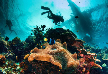 Des plongeurs explorent un récif corallien vibrant entouré de poissons colorés et de coraux en Espagne.
