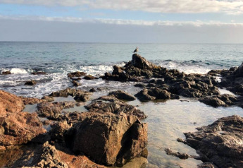 Rivage rocheux avec vagues et un oiseau solitaire sur un rocher près du Camping Interpals Bungalow Sa Riera, Espagne.