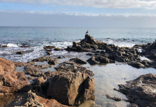 Stenede kyst med bølger og en ensom fugl på en klippe nær Camping Interpals Bungalow Sa Riera, Spanien.