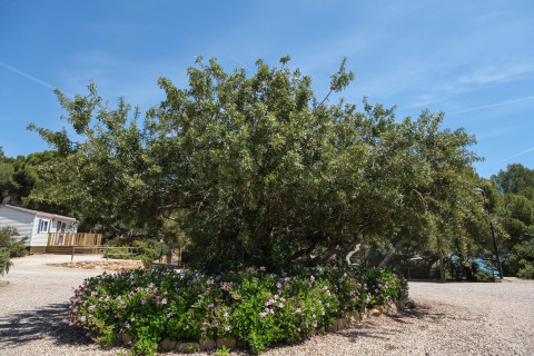 Bäume und Blumenbeet beim Camping Estival Torre de la Mora WOODEN BUNGALOW 5 PAX in Spanien unter blauem Himmel.