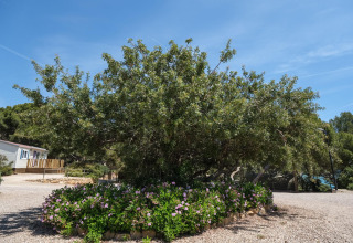 Bomen en bloemenperken bij Camping Estival Torre de la Mora WOODEN BUNGALOW 5 PAX in Spanje onder blauwe hemel.