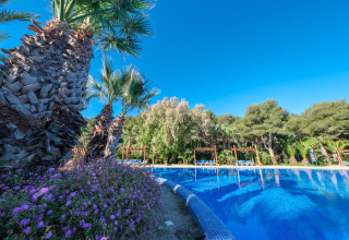 Udendørs swimmingpool ved glamping med palmer, blomster og solsenge under en klar blå himmel.