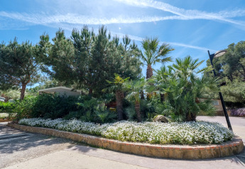 Photo d’un site de glamping avec palmiers, pins, parterres fleuris et ciel bleu en arrière-plan.