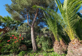 Glamping-Unterkunft inmitten üppiger Bäume, Palmen und bunter Blütenpflanzen unter blauem Himmel.