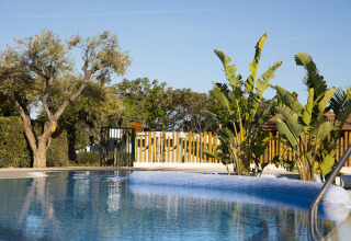 Piscine dans un hébergement glamping, entourée d’arbres, de plantes exotiques et d’un ciel bleu dégagé.