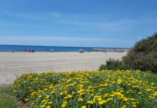 Plage de sable avec fleurs jaunes, ciel bleu et personnes profitant du glamping près de la mer.