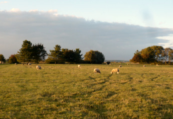 Des moutons paissent dans un champ près du lodge New Puddledock au Royaume-Uni, avec des arbres et un ciel bleu.