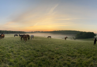 Een mistig ochtendlandschap met grazende paarden op een groene weide bij zonsopgang nabij een vakantiepark.