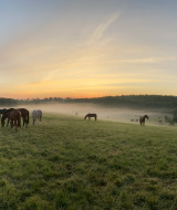 Caballos en la niebla matinal, Limburgo, Países Bajos