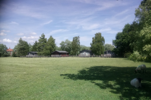 Grøn mark med får i skyggen og træhytter i baggrunden på New Puddledock Lodge i Storbritannien.