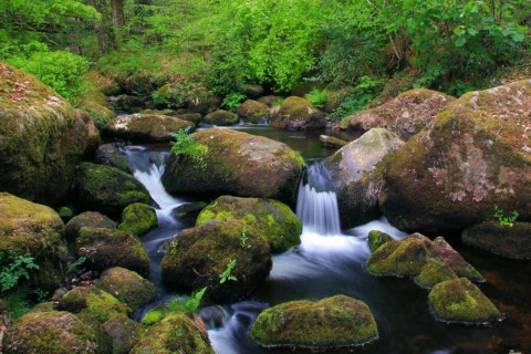 En fredelig bæk løber mellem mosbegroede sten i et frodigt grønt skovområde ved Little Dunley - Apple Lodge i Storbritannien.