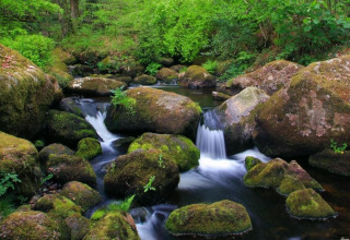 En fredelig bæk løber mellem mosbegroede sten i et frodigt grønt skovområde ved Little Dunley - Apple Lodge i Storbritannien.