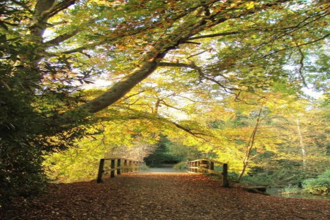 Bro med træer i efterårsfarver belyst af sollys ved Little Dunley - Apple Lodge i Storbritannien.