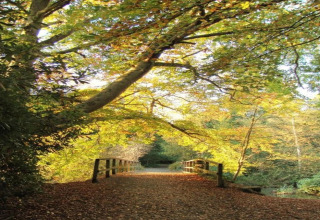 Bro med træer i efterårsfarver belyst af sollys ved Little Dunley - Apple Lodge i Storbritannien.