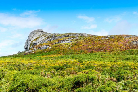 Bjergrigt landskab med farverige vilde blomster og grønne buske set ved Little Dunley - Apple Lodge, UK.