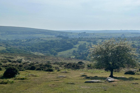 Landskabsbillede fra Little Dunley - Apple Lodge, der viser grønne bakker og et ensomt træ i Storbritannien.
