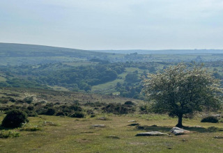 Landskabsbillede fra Little Dunley - Apple Lodge, der viser grønne bakker og et ensomt træ i Storbritannien.