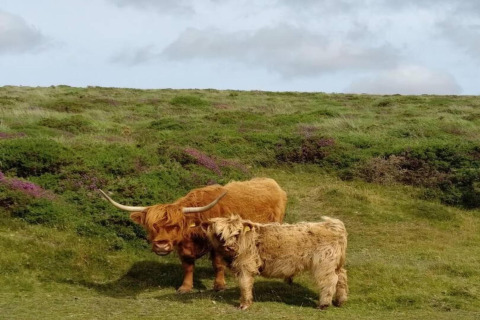 To skotske højlandskvæg græsser på en grøn eng nær Little Dunley - Apple Lodge i Storbritannien.