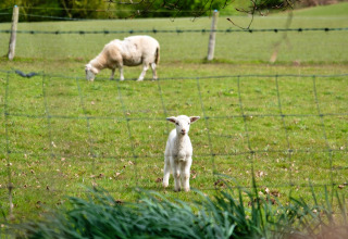 Un piccolo agnello si trova dietro una recinzione in un prato verde presso Hay and Hedgerow Glamping, Regno Unito.