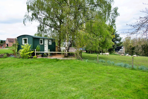 Casetta verde all’Hay and Hedgerow Glamping, Regno Unito, con pecore che pascolano tra alberi e prato.