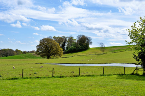 Vista di prati verdi, stagno, pecore e grandi alberi sotto cielo azzurro a Hay and Hedgerow Glamping, UK.