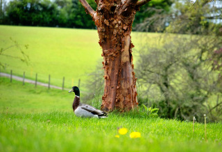 Anatra seduta sull’erba verde vicino a un albero a Hay and Hedgerow Glamping, campagna del Regno Unito.