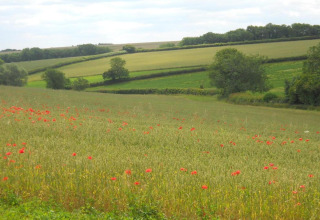 Landschapszicht bij Little Rissington - Barn Four lodge in het VK, velden met rode bloemen verspreid.