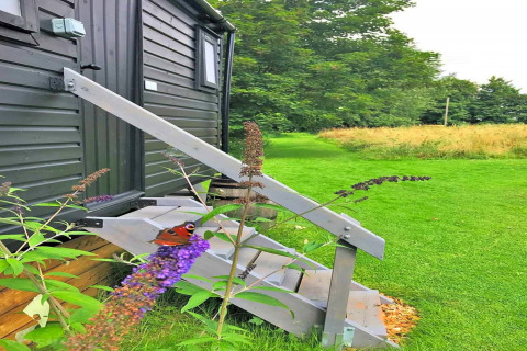 A butterfly perches on a purple flower by wooden steps of a small house, surrounded by green grass.