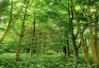 Groen bosrijk landschap bij Blackbarn Wood, VK, met zonlicht en een bankje tussen de bomen op de achtergrond.
