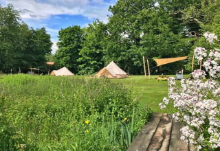 Zona de glamping con tiendas tipi en un campo verde, rodeada de árboles y flores en plena naturaleza estival.