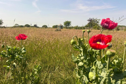 Foto de un prado en flor con amapolas rojas en primer plano y una tienda tipi al fondo bajo el sol.