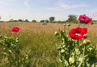 Foto de un prado en flor con amapolas rojas en primer plano y una tienda tipi al fondo bajo el sol.