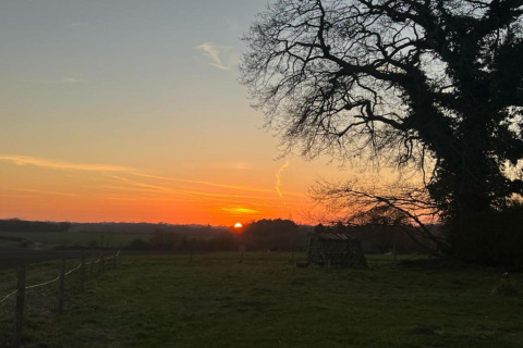 Sunset behind a large tree and the Bulrush Bell Tent on a field in the United Kingdom countryside.