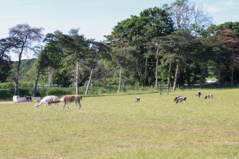 Alpacas and sheep grazing in a field near Bulrush Bell Tent with trees in the background, UK.