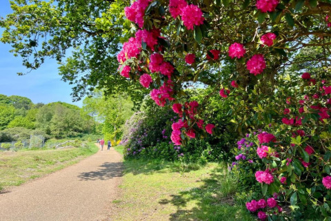 A sunny pathway with bright pink blossom trees near Bulrush Bell Tent in the United Kingdom countryside.