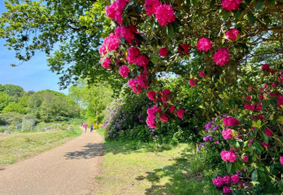 A sunny pathway with bright pink blossom trees near Bulrush Bell Tent in the United Kingdom countryside.