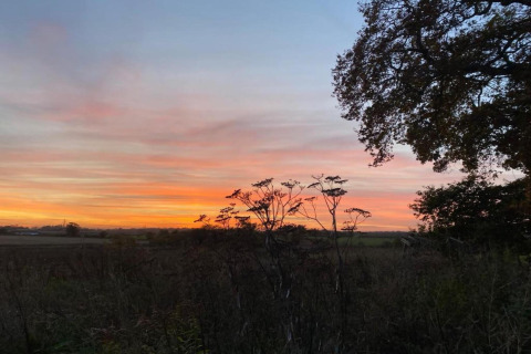 Sunset view at Bulrush Bell Tent, UK, featuring silhouetted wildflowers and a tree against the sky.