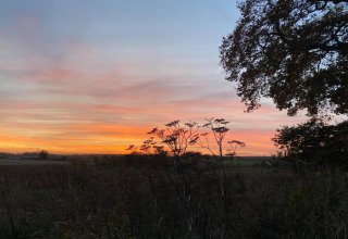 Sunset view at Bulrush Bell Tent, UK, featuring silhouetted wildflowers and a tree against the sky.