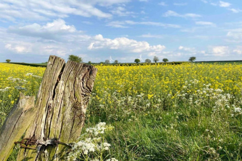 Wildflower field with a weathered wooden post near Bulrush Bell Tent in the UK under a blue sky.