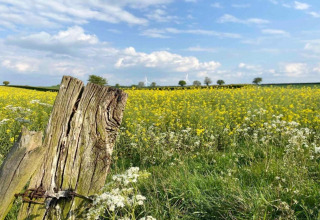 Wildflower field with a weathered wooden post near Bulrush Bell Tent in the UK under a blue sky.