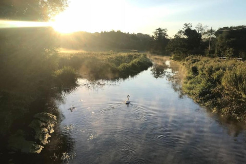 Sunrise over a river with reeds and a swan in the center at Bulrush Bell Tent, United Kingdom.