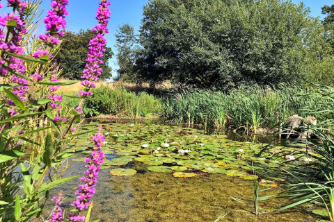 Photo of a scenic pond with water lilies, vibrant purple flowers, and lush greenery under a clear sky.